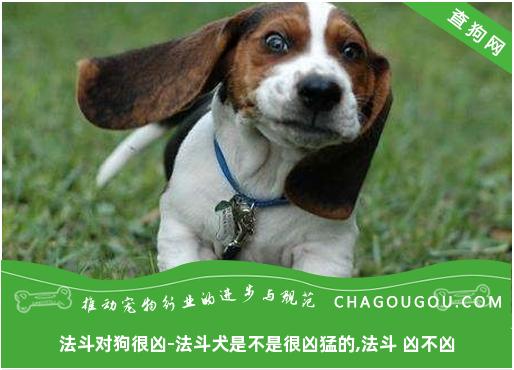 法斗对狗很凶-法斗犬是不是很凶猛的,法斗 凶不凶